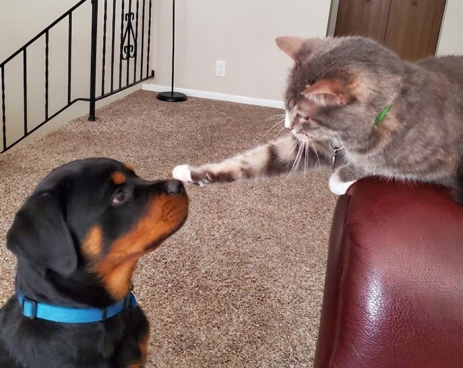 James, a grey cat, reaching down from the back of a recliner to put a flat paw on the nose of a young Rottweiler sitting below him